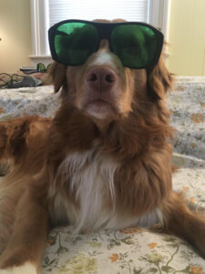 Dog in sunglasses